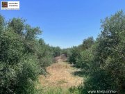 Sivas Professioneller Olivenhain in Anadasmos Siva– Gelegenheit zur landwirtschaftlichen Nutzung und Gewächshausprojekt Grundstück